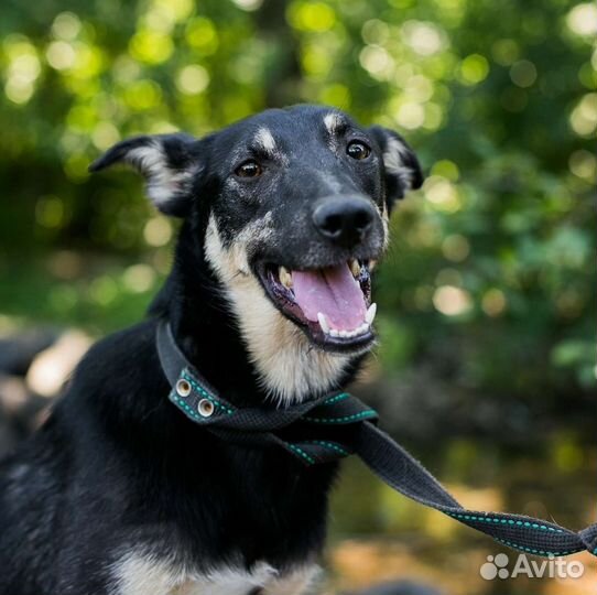 Миниатюрная Кнопка ищет дом