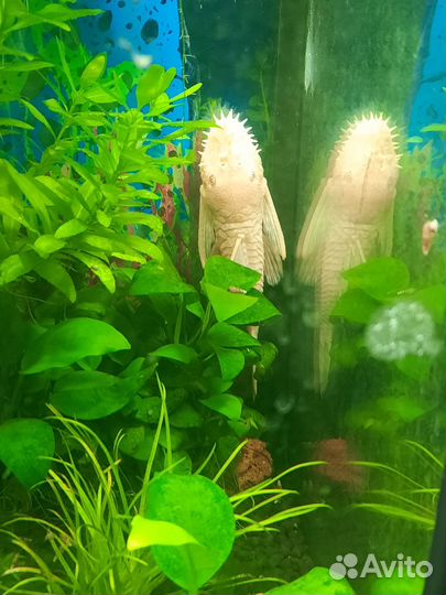 Аквариум 60 л