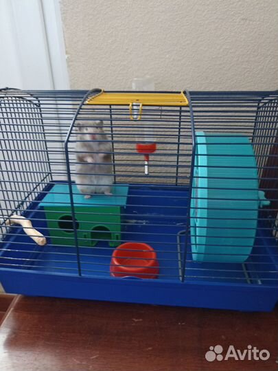 Сирийский хомячок