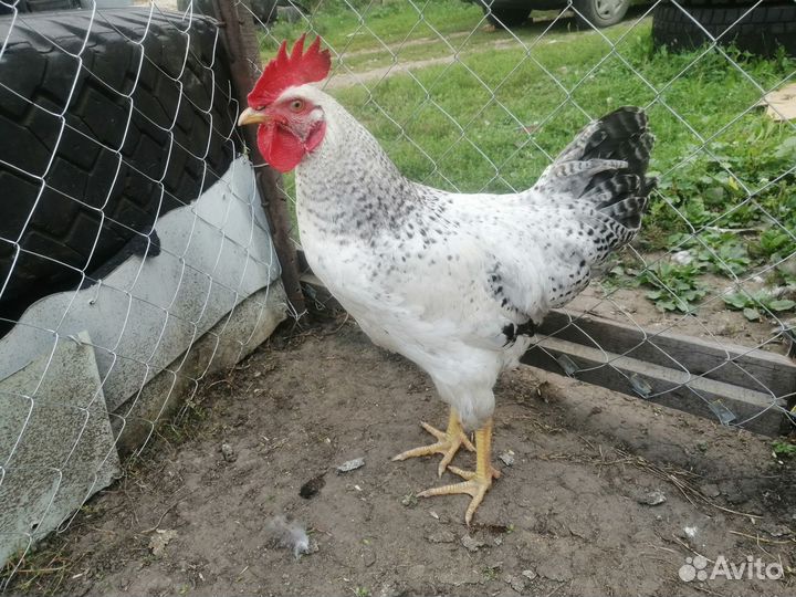 Домашние петухи