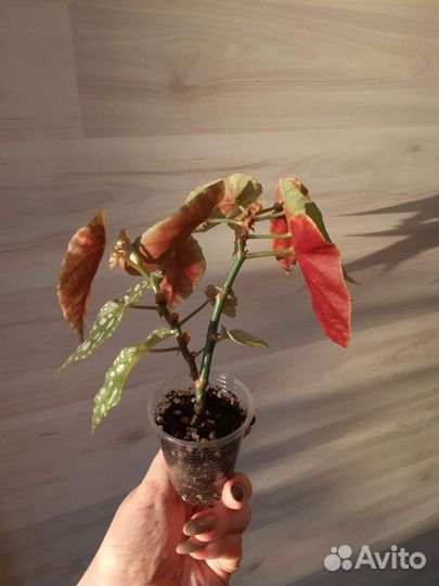 Бегония макулата