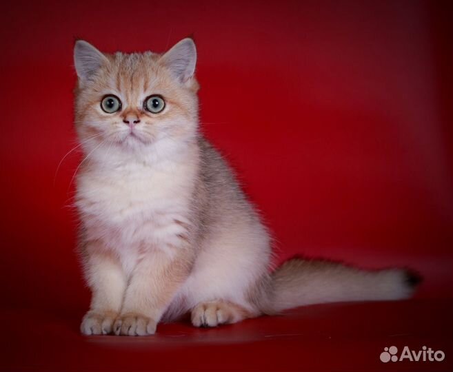 Британские девочки