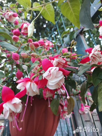 Фуксия срезы