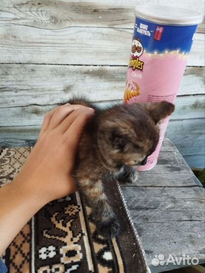 Котенок