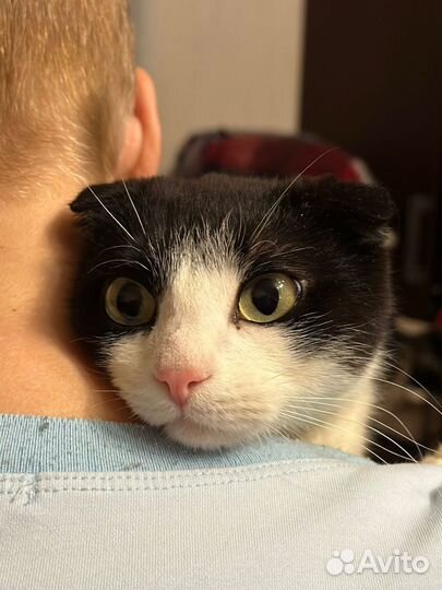 Самый нежный кот в поисках семьи