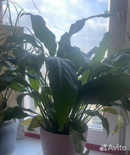 Комнатные растения цветы