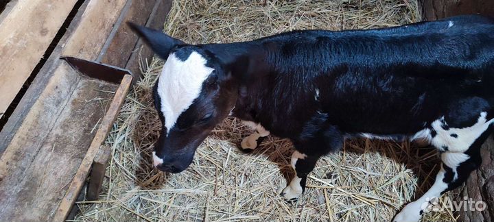 Продаётся телочка