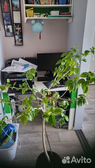 Гибискус китайская роза