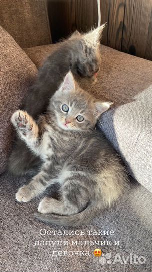 В добрые руки