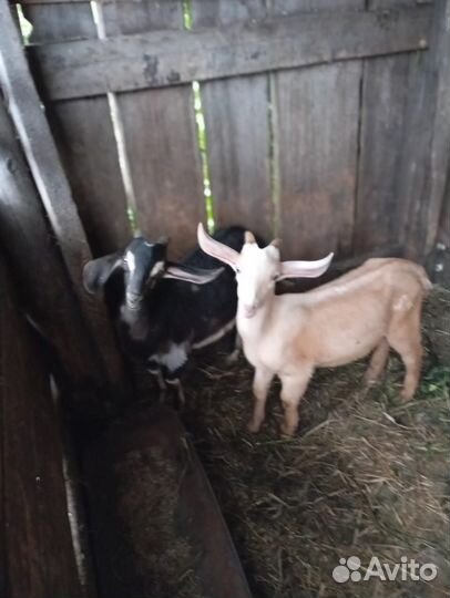 Козлята