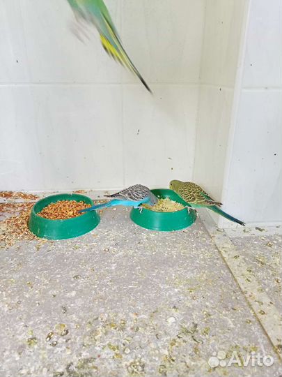 Попугай неразлучник, птенец