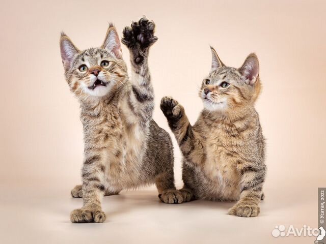 Пиксибоб удивительные кошки