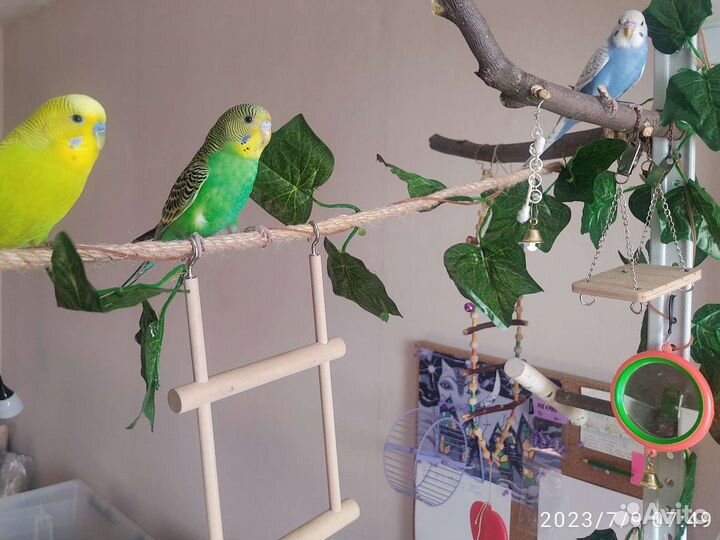 Домашняя передержка животных, зооняня