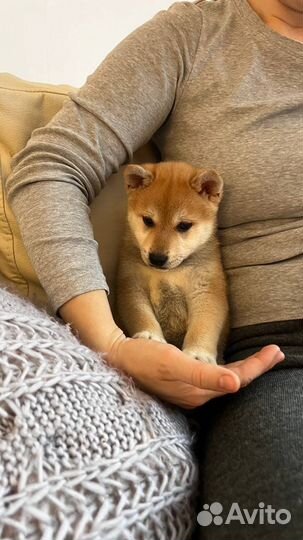 Щенок сиба ину кобель