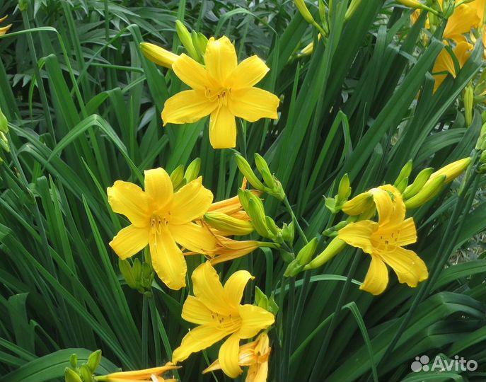 Продам садовые растения