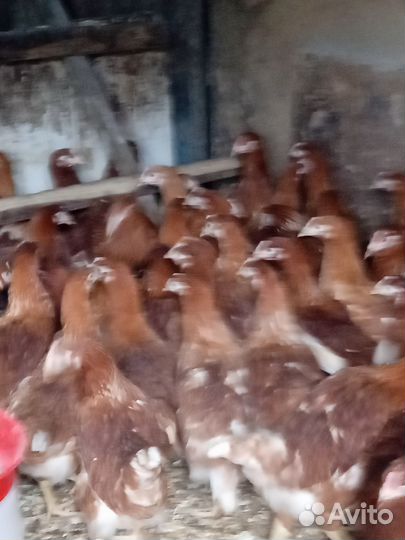 Куры несушки молодки