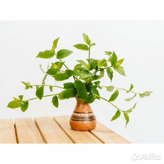 Традесканция разные виды