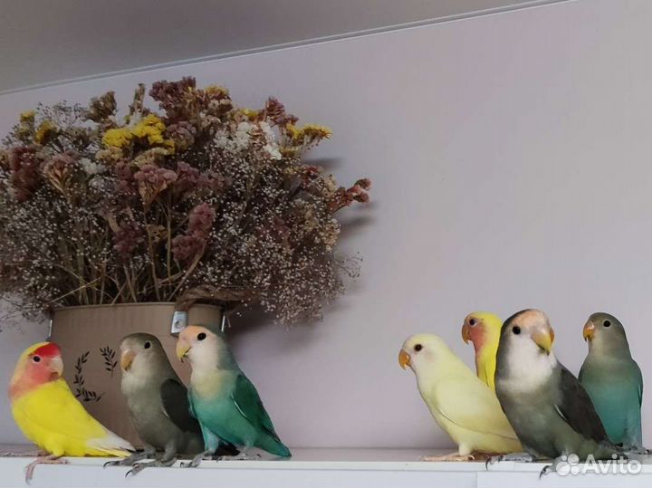 Попугай неразлучник птенцы домаш. выводка