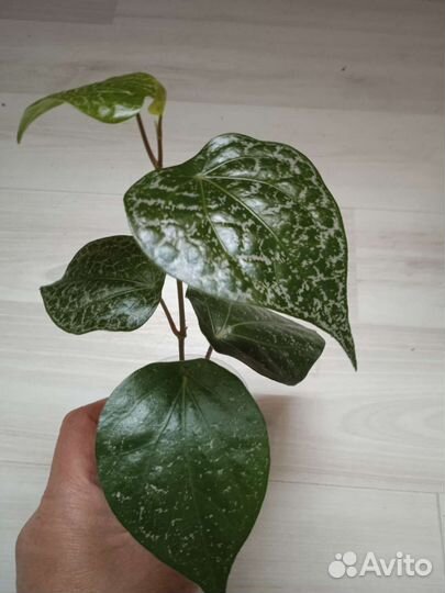 Перец орнатум, шафранный