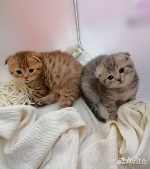 Шотландские