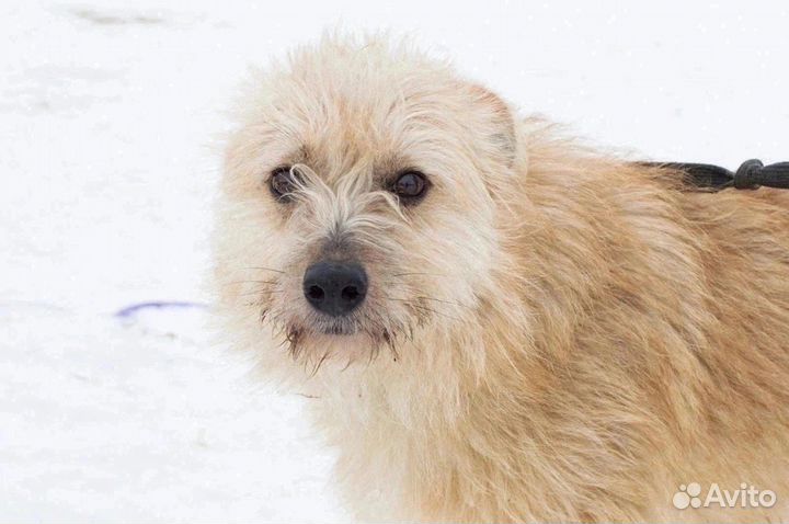 Дива ищет любящую семью