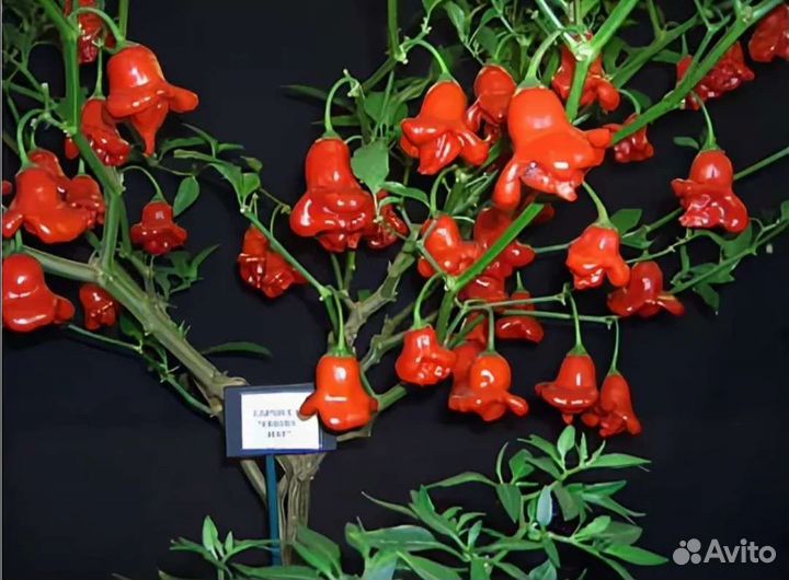 Семена коробочка Перчик фонаррик