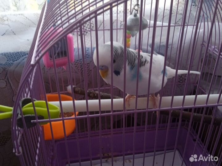 Попугай вместе с клеткой