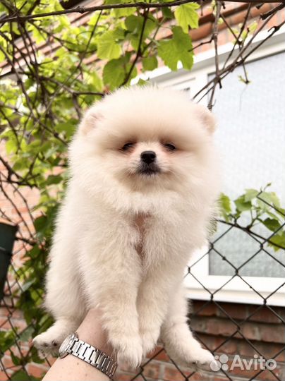 Померанский шпиц мини. Девочка