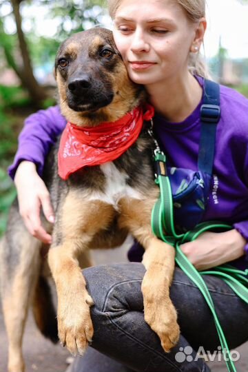 Нежный песик Брит для семьи