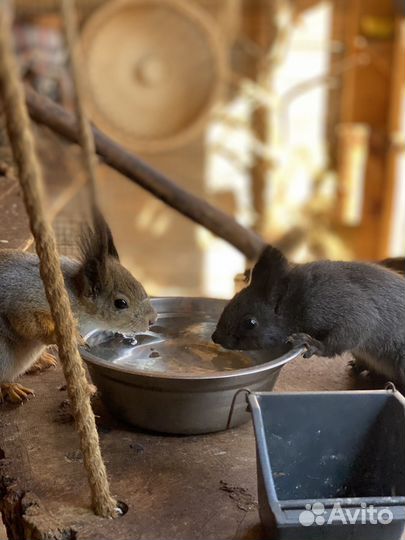 Белка обыкновенная векша