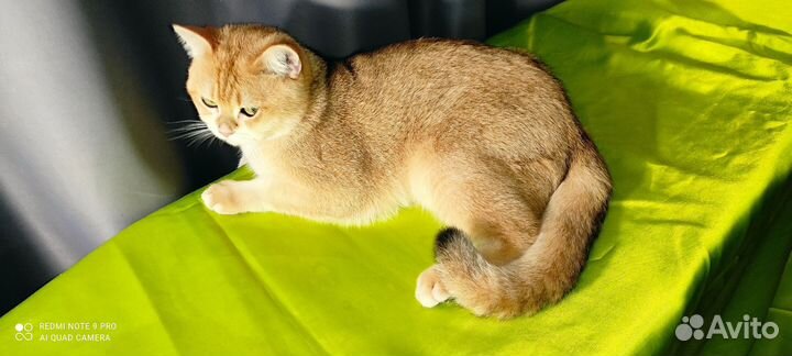 Шотландский кот на вязку (золотая шиншила)