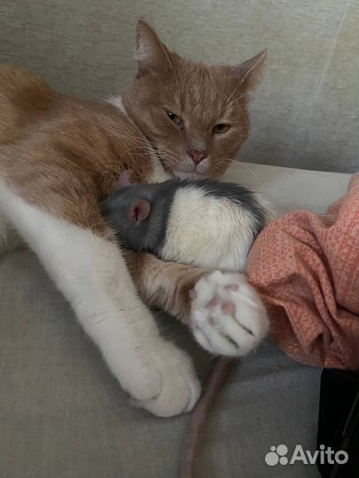 Котики в добрые ручки