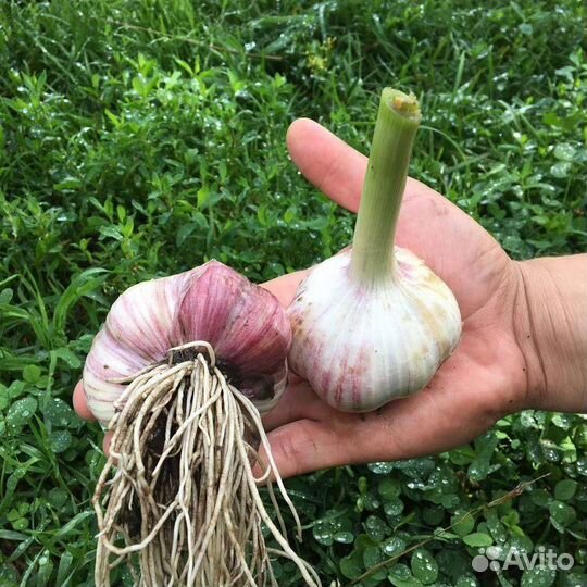 Чеснок озимой