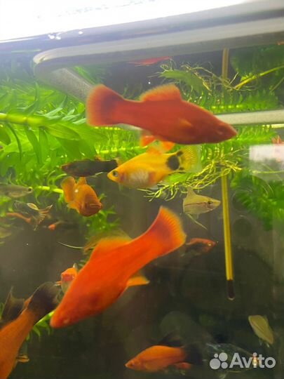 Рыбки для аквариума