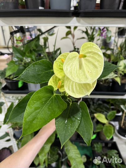 Комнатные растения