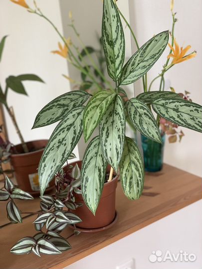 Аглаонема Сильвер и Крит до 18.08