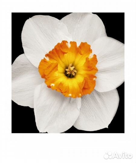 Парфюмерная женская вода yodeyma gianna 50 мл