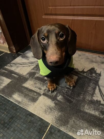 Кобель на вязку