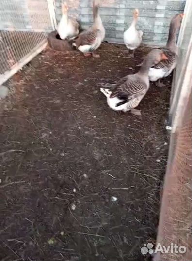 Мускусные утки, гуси тулузы и холмогоры