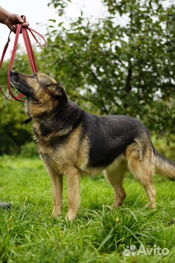 Собака из приюта в добрые руки