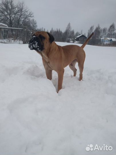 Бульмастиф