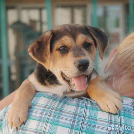 Щенок бигль метис в добрые руки