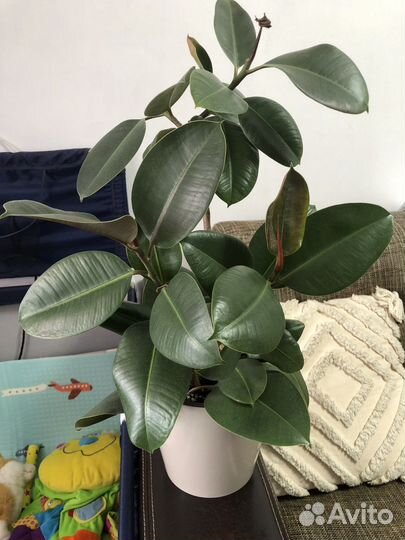 Филодендрон бразил, традесканция, фикус