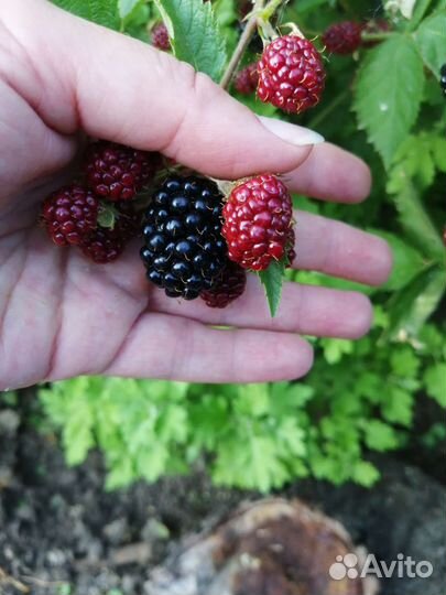 Ежевика саженцы Лох Тей зкс