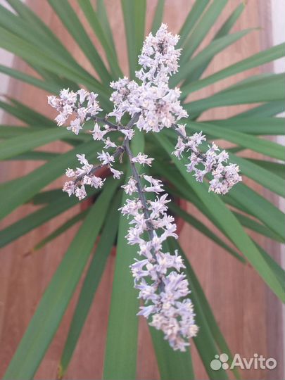 Драцена, замиокулькас, папоротник