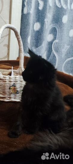 Котята мейн-кун