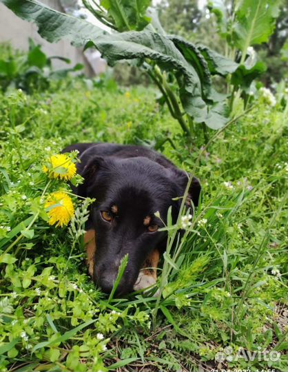 Ищет дом собачка небольшого размера Ксюша