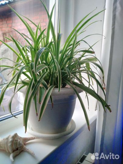 Хлорофитум