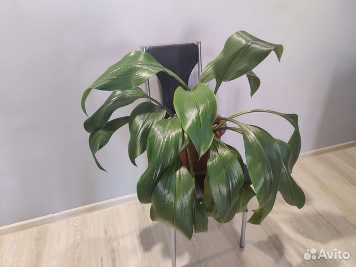 Эухарис, амазонская лилия