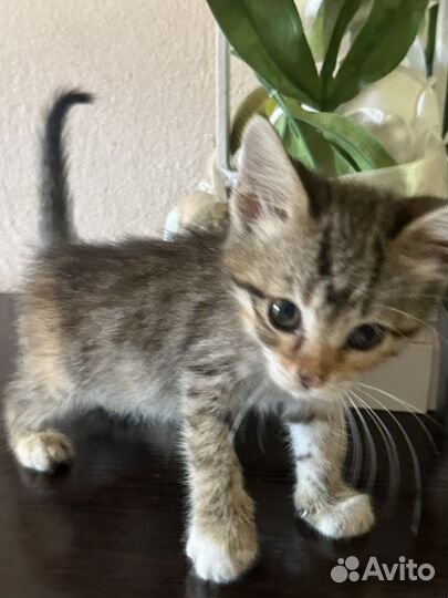 Трехцветная кошечка на счастье